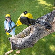 Best Tree and Shrub Care  in Apple Creek, OH