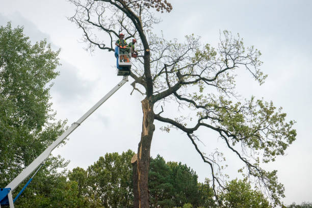 Reliable Apple Creek, OH Tree Care  Solutions