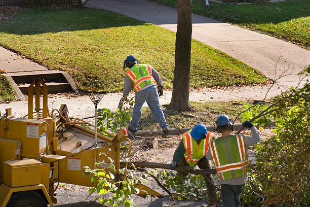 Leaf Removal in Apple Creek, OH