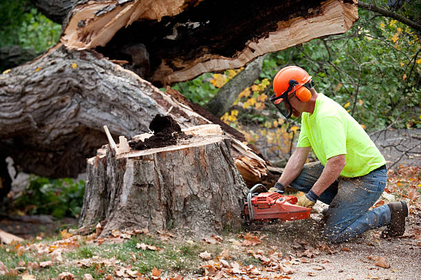 Best Firewood Processing and Delivery  in Apple Creek, OH