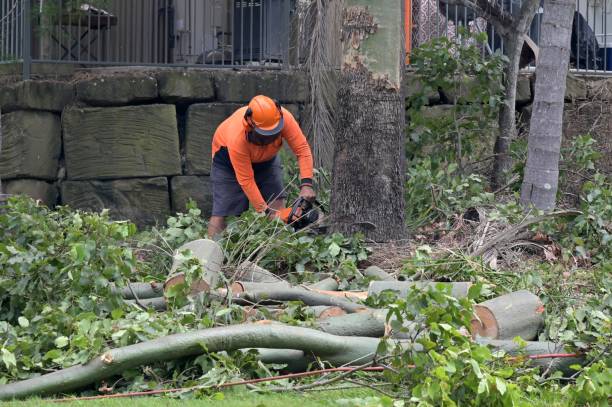 Best Commercial Tree Services  in Apple Creek, OH