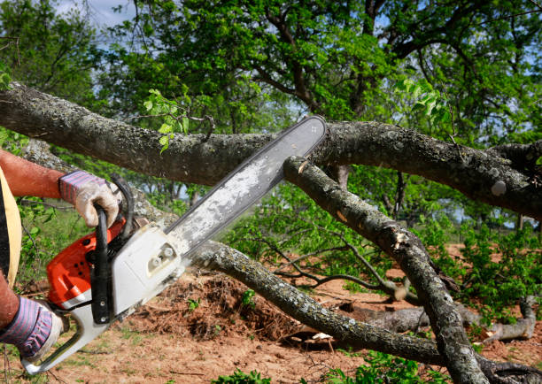 How Our Tree Care Process Works  in  Apple Creek, OH